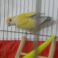 کوتوله برزیلی نر