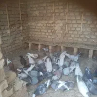 تعدادی کبوتر فروشی|پرنده|فرح دشت, |دیوار