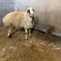 قوچ هترو شناسنامه دار