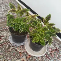 گل آپارتمانی