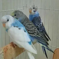 مرغ عشق جفت با جوجه|پرنده|مشهد, کوثر|دیوار