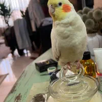 عروس هلندی