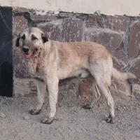 سگ نگهبان|سگ|بومهن, |دیوار