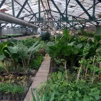 فروش گل گیاه نهال|گل و گیاه طبیعی|محمدیه-قزوین, |دیوار