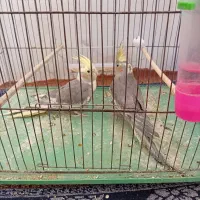 یک جفت 7ماهه