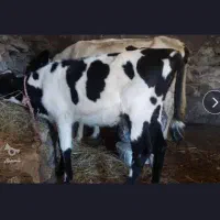 گوشت گوساله