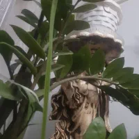 گل های زیبا