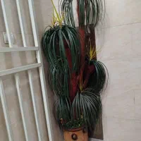 درختچه مصنوعی با گلدان نو