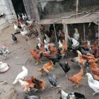 نیمچه مرغ خروس 6 ماهه