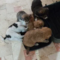 واگذاری هفت قلاده سگ