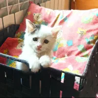 بچه گربه خوشگل نژاددار اسکاتیش انگل تراپی شده