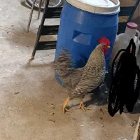 1خروس امروک پیلموت آمریکایی