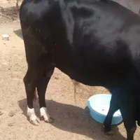 فروش احشام