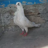 کفتر|پرنده|گرگان, |دیوار