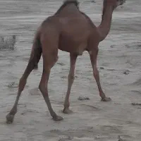 شتر نر 3عدد