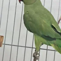 فروش طوطی ملنگو