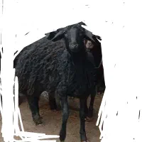 بره ماده مناسب قربانی وزن حدود38