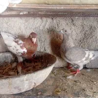 هرمزگان بخش مهران پدل و لمزان روستای هیرو|پرنده|بستک, |دیوار
