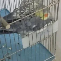 عروس ههلندی