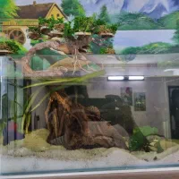 آکواریوم|ماهی|یزد, |دیوار