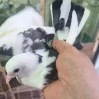 پرنده|پرنده|رشت, ساغری سازان|دیوار