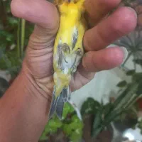 سهره قناری ابلغ نر|پرنده|شیراز, سیلو|دیوار