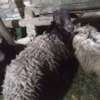 گوسفند‌بره‌نر