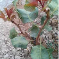 پیوند پسته ماسوره ای