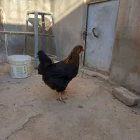 مرغ و خروس محلی