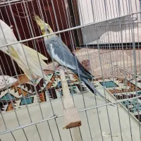 عروس هلندی مولد