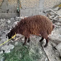 بره افشاری بزرگ|حیوانات مزرعه|اندیمشک, |دیوار