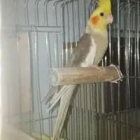 عروس هلندی نرو ماده تخم گزار