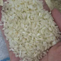برنج کامفیروزی اصل بدون قاطی|خوردنی و آشامیدنی|شیراز, اکبر آباد|دیوار