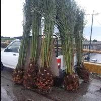 فروش انواعی نخل های خرما تا تنه ۳متر