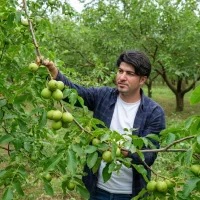 نهال گردو چندلر با باردهی و کیفیت بالا