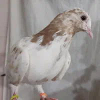 کبوتر ماده|پرنده|نهاوند, |دیوار