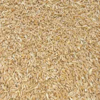 گندم آبی تمیز به قیمت تعاونی