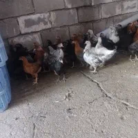 جوجه مرغ کردی