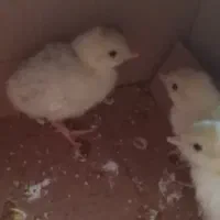 جوجه بوقلمون|حیوانات مزرعه|آران و بیدگل, |دیوار