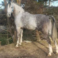 نریان سال ۶