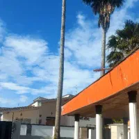 دو عدد درخت پالم