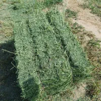 یونجه درجه یک|عمدهفروشی|زنجان, |دیوار