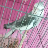 عروس هلندی نر