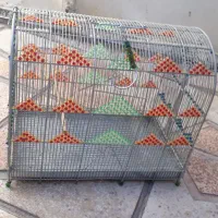 قفس