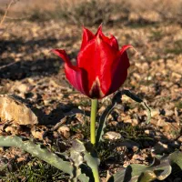 حرکت به سمت تهران فردا