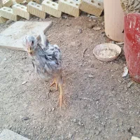 جوجه گلین اصل کفتر سینه سرخ ماده|حیوانات مزرعه|طسوج, |دیوار