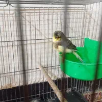 قناری ماده|پرنده|کیار, |دیوار