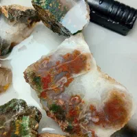 پک شجر زیبا