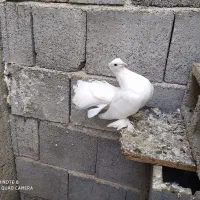 دو جفت کبوتر