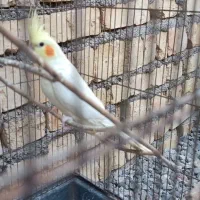 دو جفت عروس هلندی لوتینو|پرنده|میانه, |دیوار